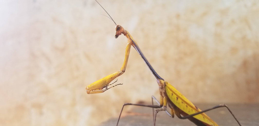 Mante religieuse observée de près, insecte prédateur aux pattes ravisseuses