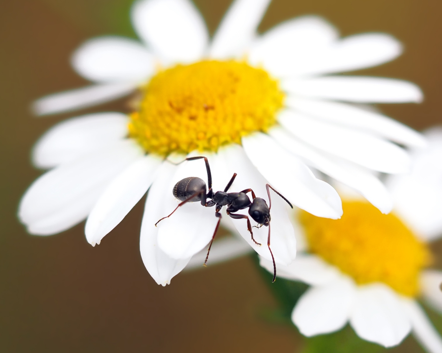 Élever des Fourmis : Tout Ce Que Vous Devez Savoir Avant de Choisir Vo ...