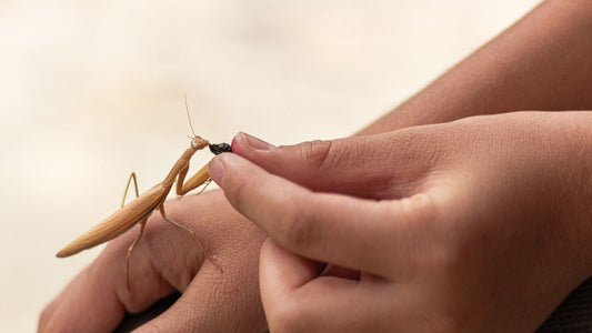 Découvrez le Monde Fascinant des Insectes avec Des Ateliers Immersifs !