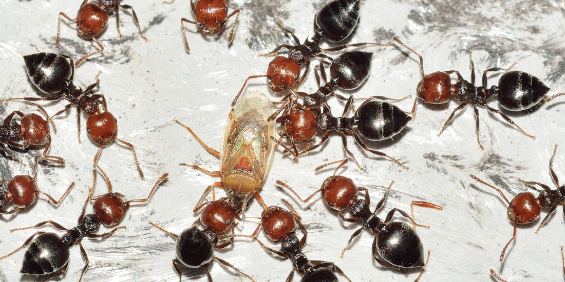 Comment réussir son premier élevage de fourmis ?