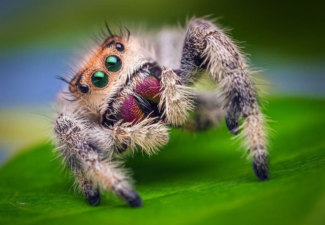 Phidippus regius North Florida, araignée sauteuse en élevage