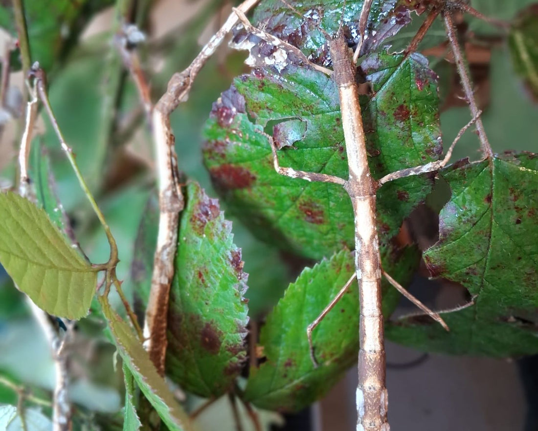 Hermagoras foliopeda, grand phasme originaire de Waigeo