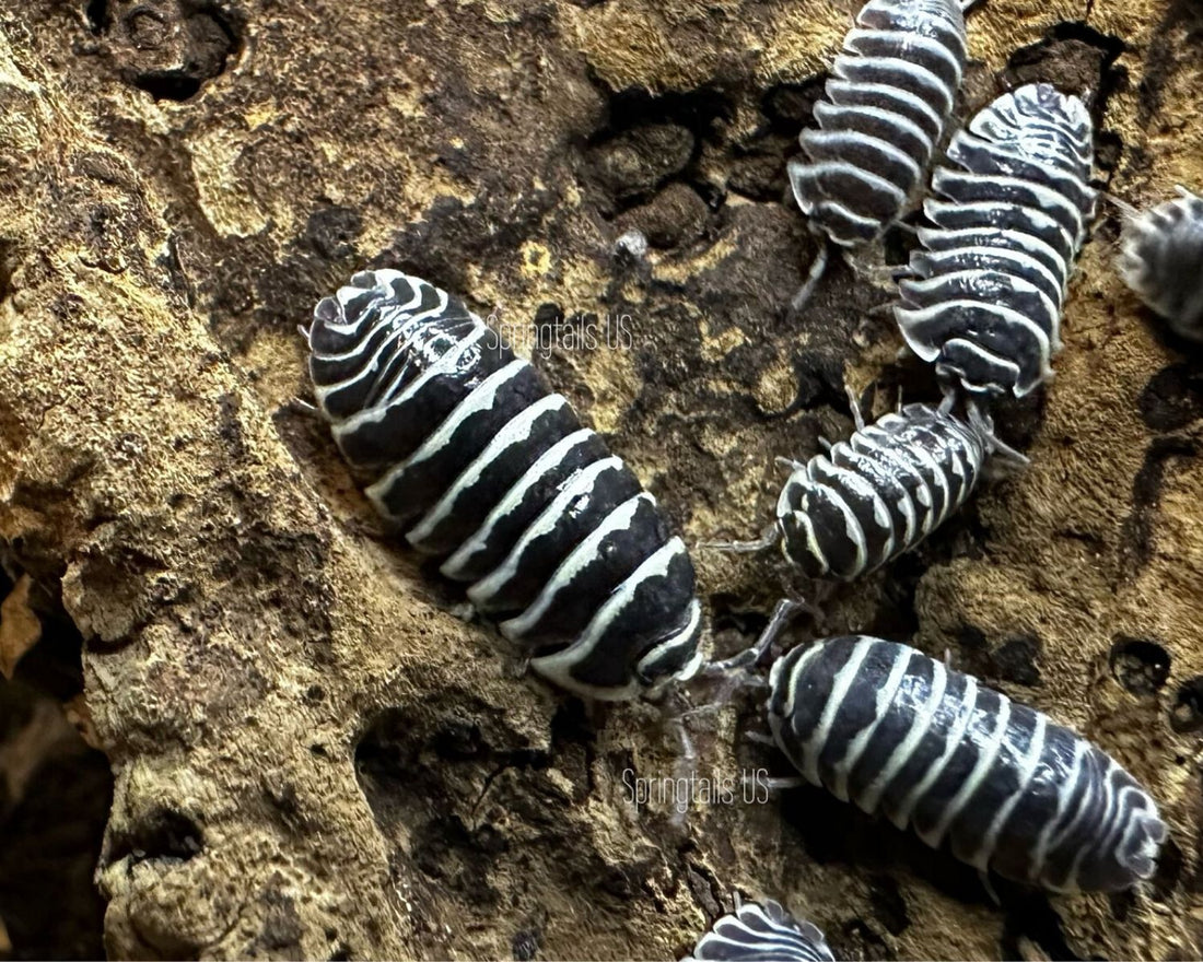 Armadillidium maculatum Zebra, cloporte rayé noir et blanc