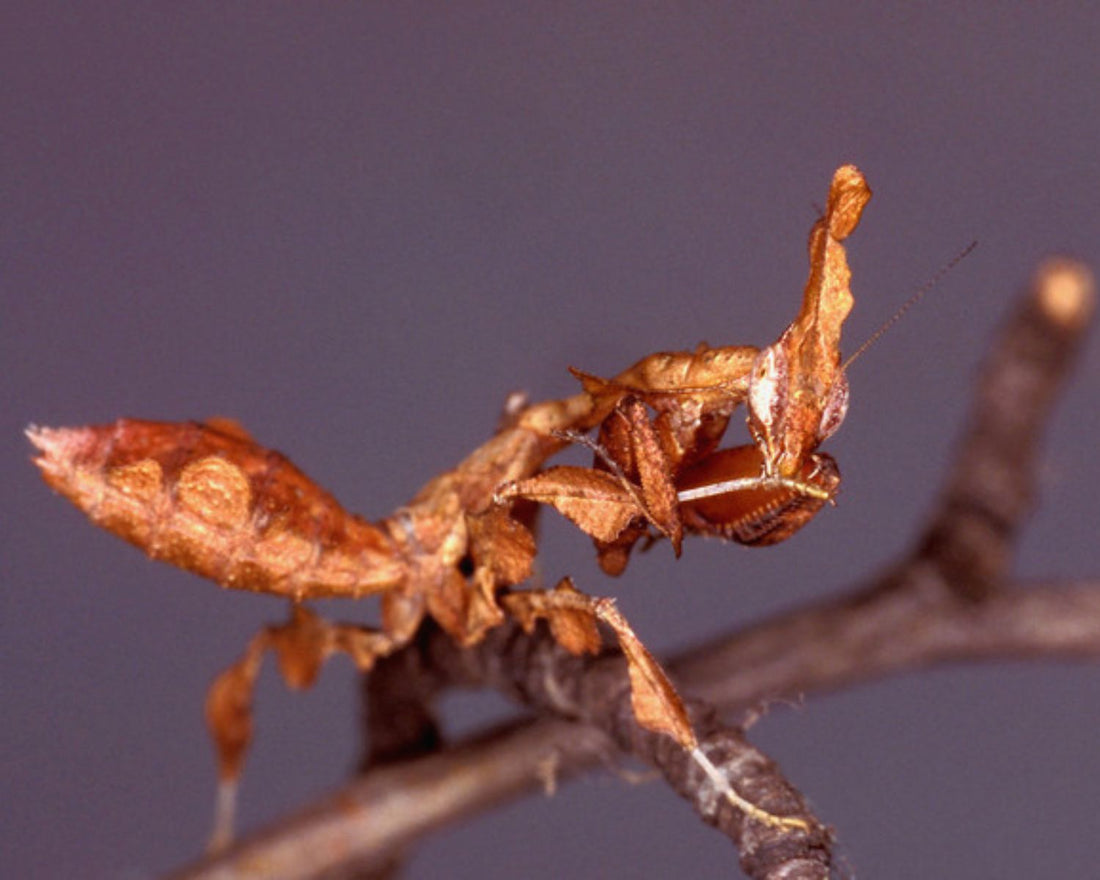 Phyllocrania paradoxa, mante fantôme ressemblant à une feuille morte