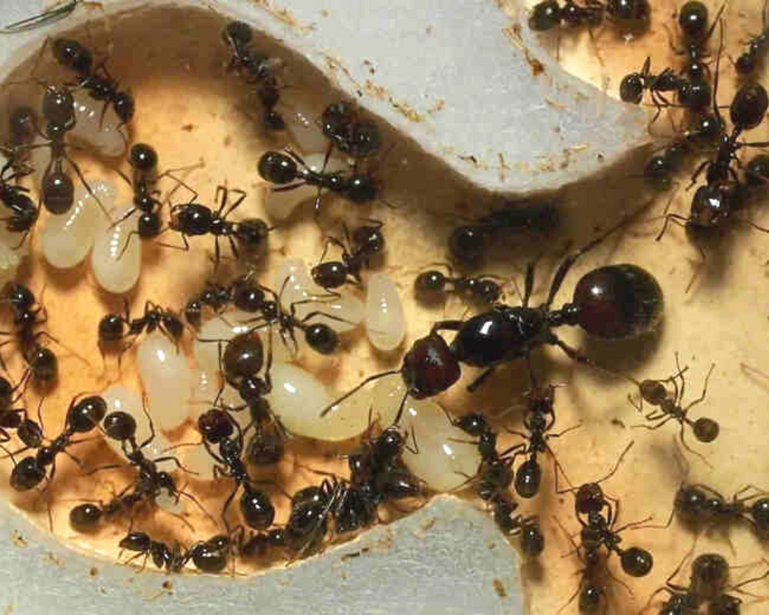 Messor barbarus, colonie de fourmis granivores