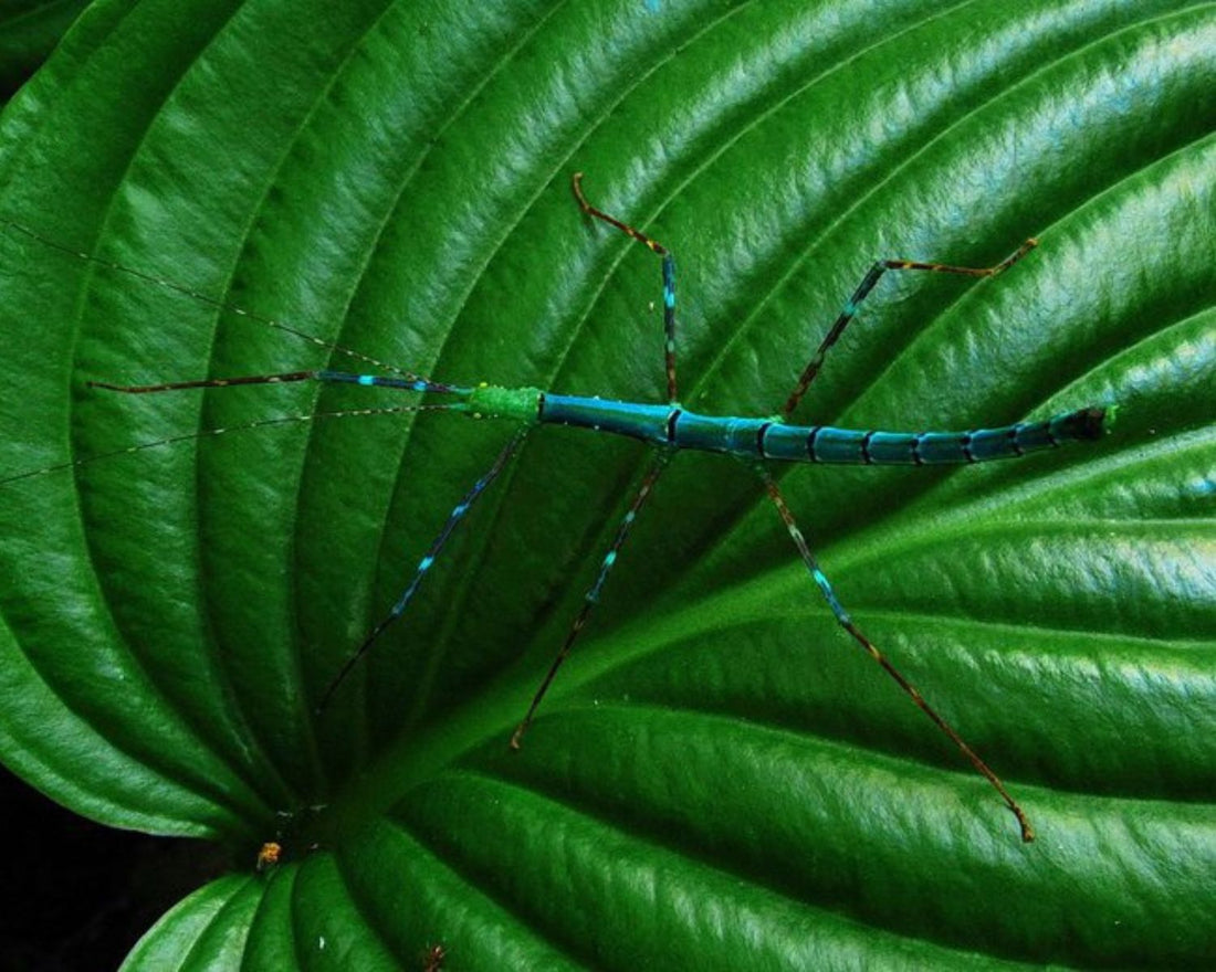 Myronides glaucus, phasme de Peleng vert et brun