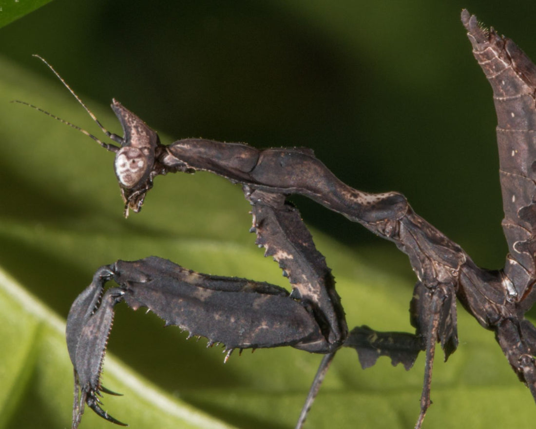 Parablepharis kuhlii asiatica, mante feuille dite Darth Vader