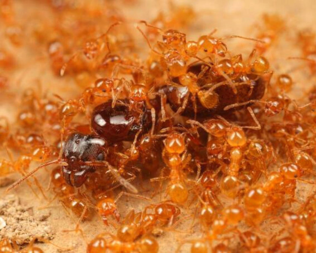 Pheidole pallidula, colonie avec ouvrières minors et majors