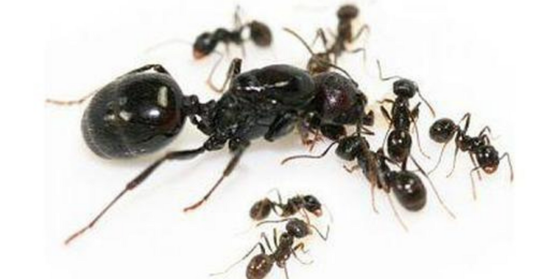 La fourmi Messor barbarus