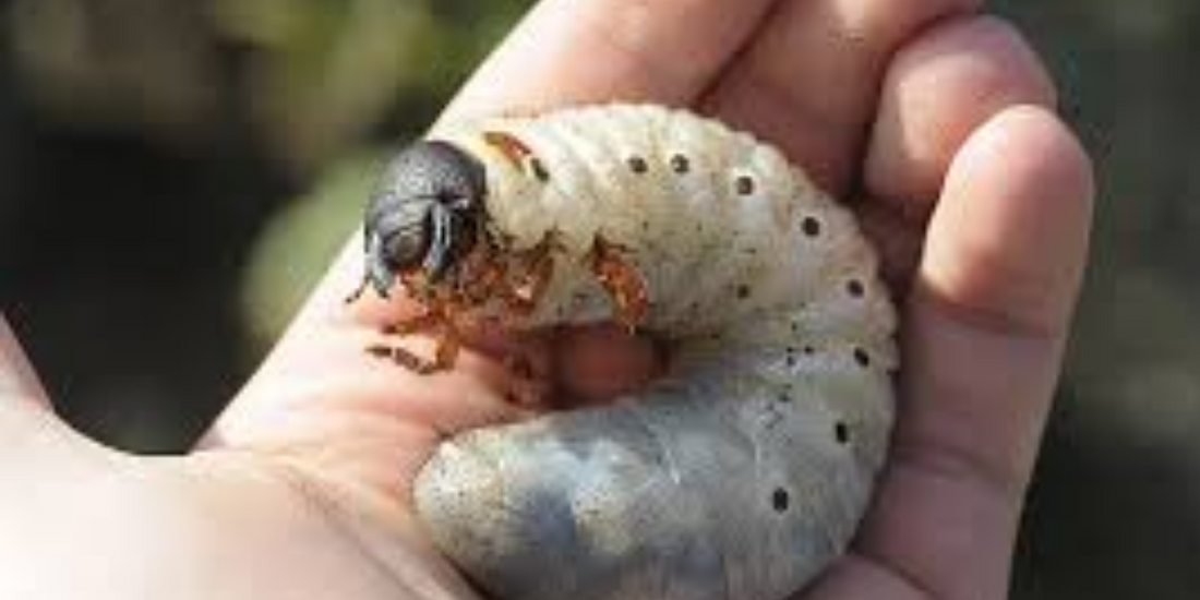 Changement du substrat pour les coléoptères
