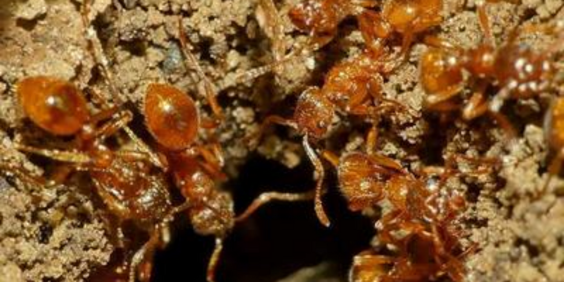 5 conseils pour débuter dans l’élevage des fourmis