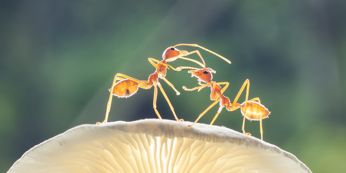 L'utilité des phéromones pour les fourmis