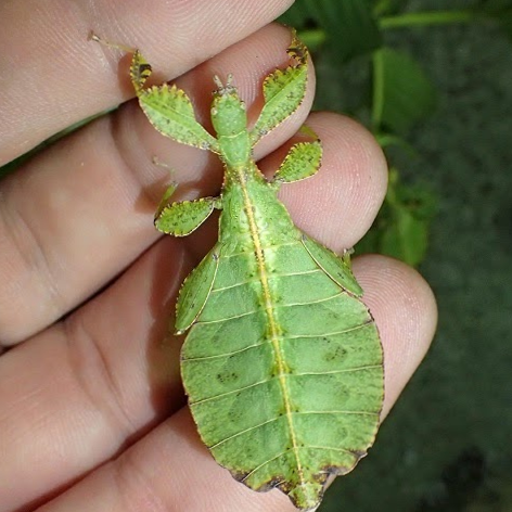 Ce qu’il faut savoir sur l’élevage des phasmes feuilles