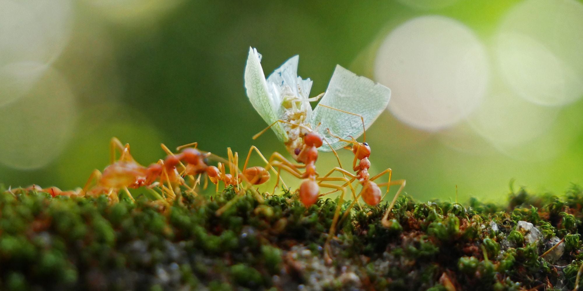 L'intelligence des fourmis ? – L'insecterie