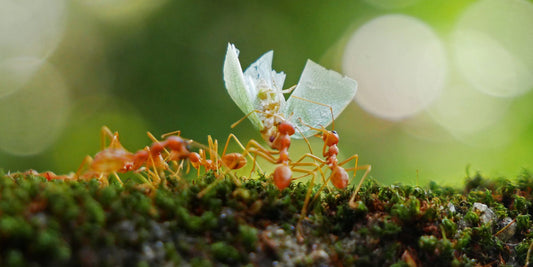 L'intelligence des fourmis ?