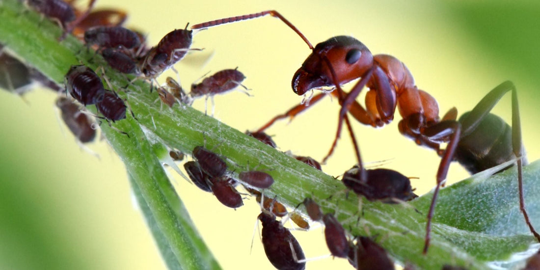 Fourmis en train de se nourrir, guide sur l’alimentation d’une colonie
