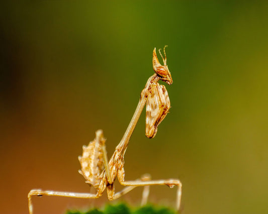 Sélection d’insectes faciles à élever pour débuter un premier élevage
