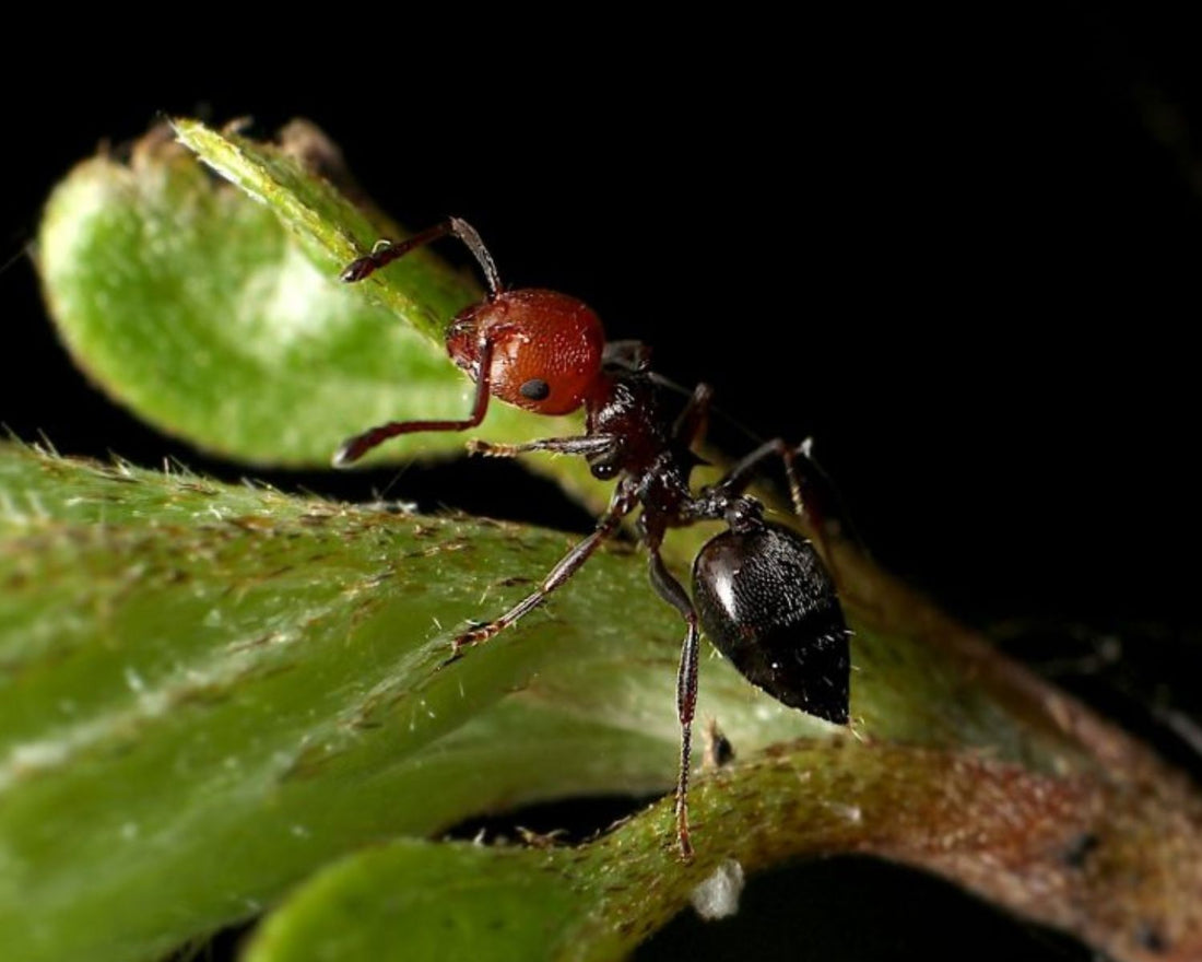 Crematogaster scutellaris, fourmis à tête rouge