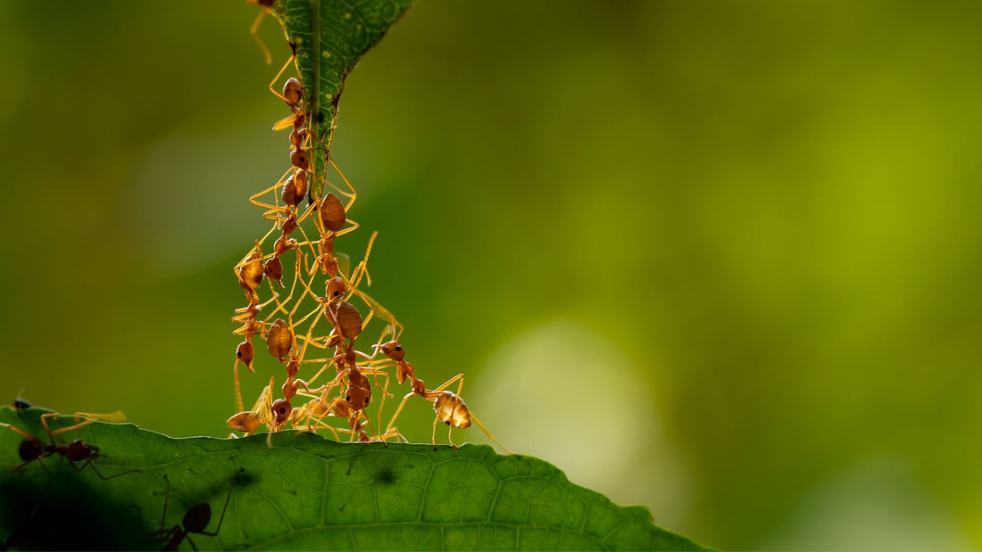 Insecterie - Organisation des fourmis