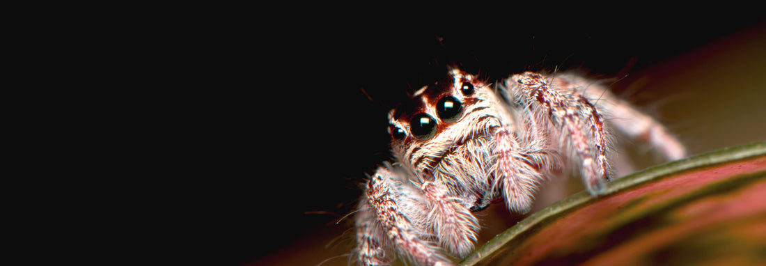 Comment réussir l’élevage d’une Phidippus regius ?