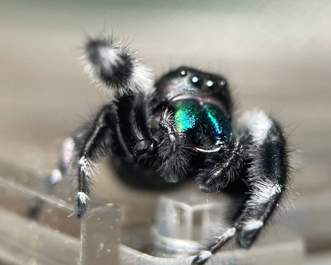 Phidippus regius Bahamas, araignée sauteuse aux chélicères colorées