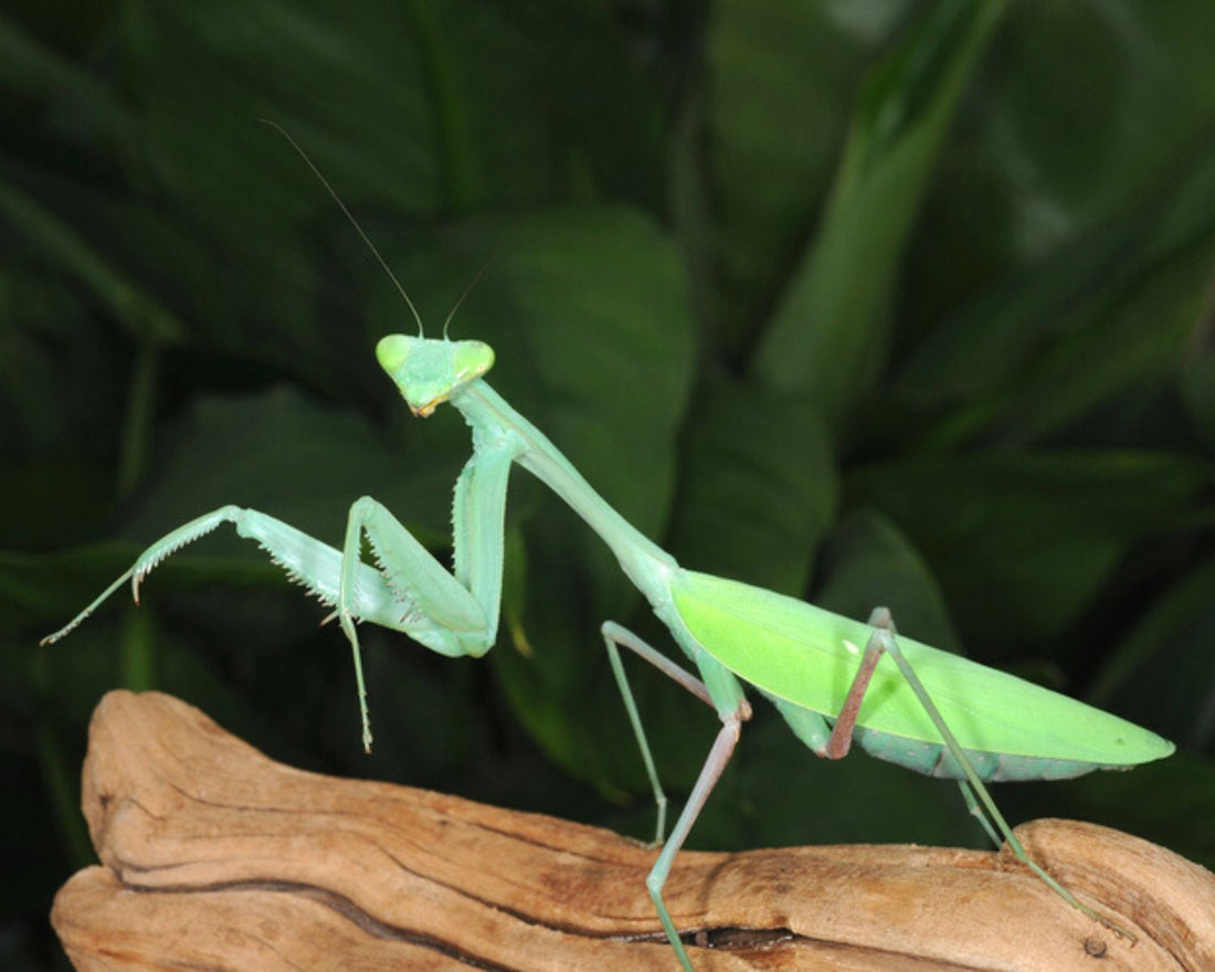 Hierodula membranacea, grande mante asiatique en élevage