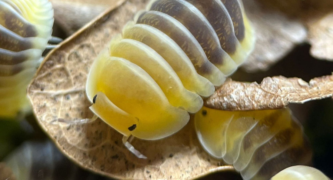 Élevage de cloportes dans un substrat naturel pour terrarium bioactif
