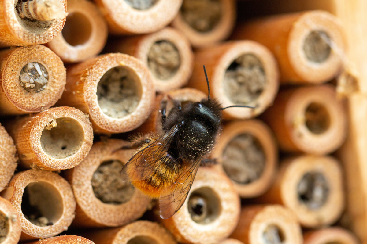La folie des hôtels à insectes : un refuge pour nos amis pollinisateur ...