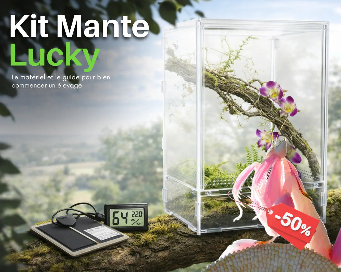 Le Guide : Kit Mante Lucky