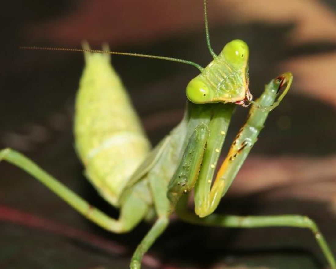 Sphodromantis lineola, mante africaine robuste pour débuter