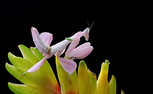Les mantes orchidées et les autres insectes : leurs relations prédateur-proie et interactions mutuelles