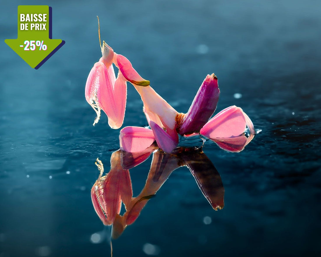 Mante orchidée Hymenopus coronatus dans son terrarium