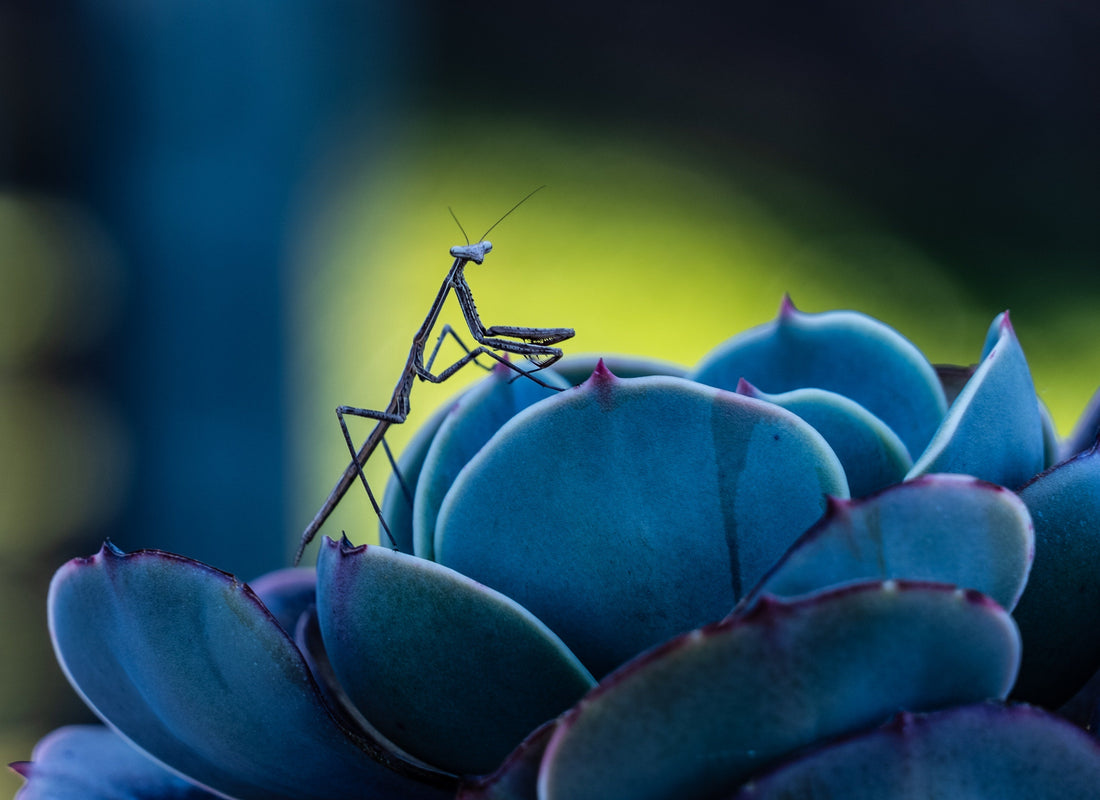 Mante religieuse photographiée de près, exemple de la diversité des mantes