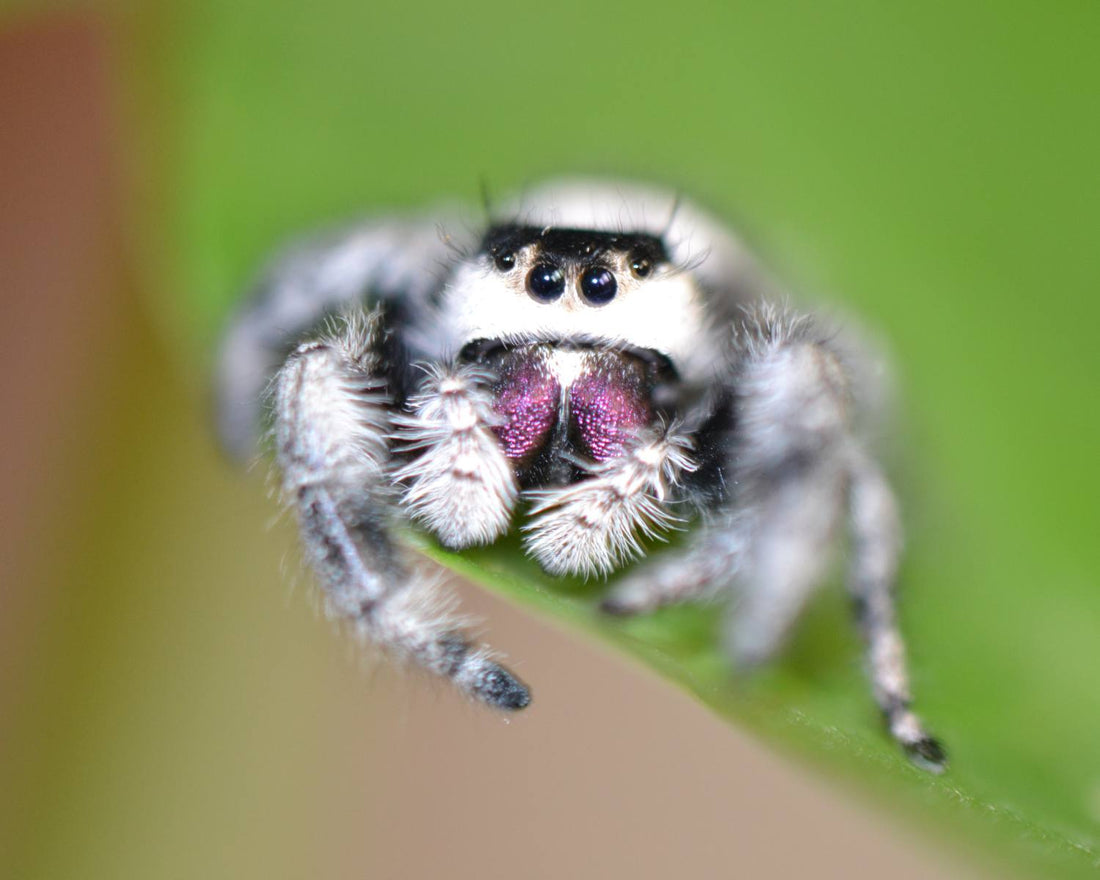 Phidippus regius Bahamas White, araignée sauteuse claire