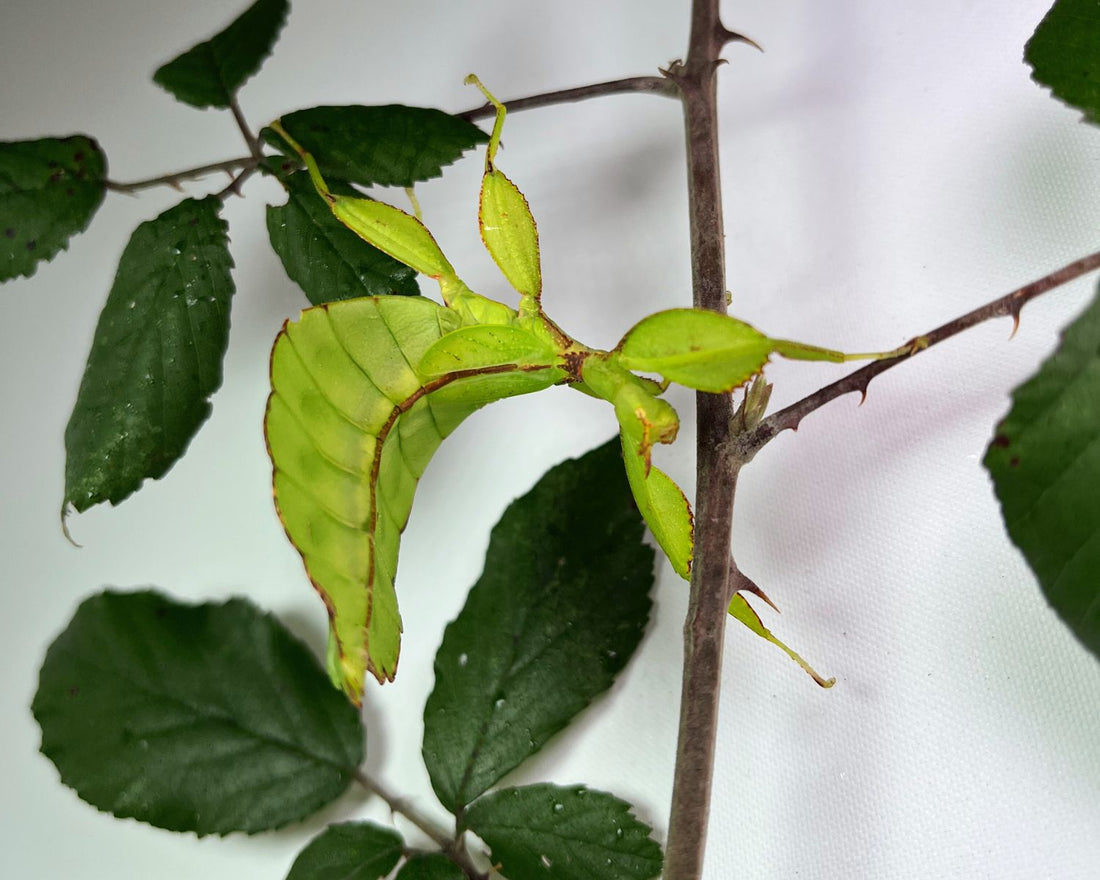 Phyllium philippinicum, phasme feuille des Philippines