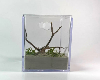 Ameisenarena - Großformat