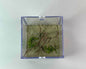 Aire de Chasse Fourmis