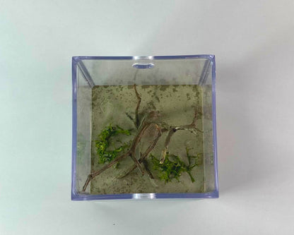 Ameisenarena - Großformat