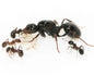 Fourmis - Messor wasmanni