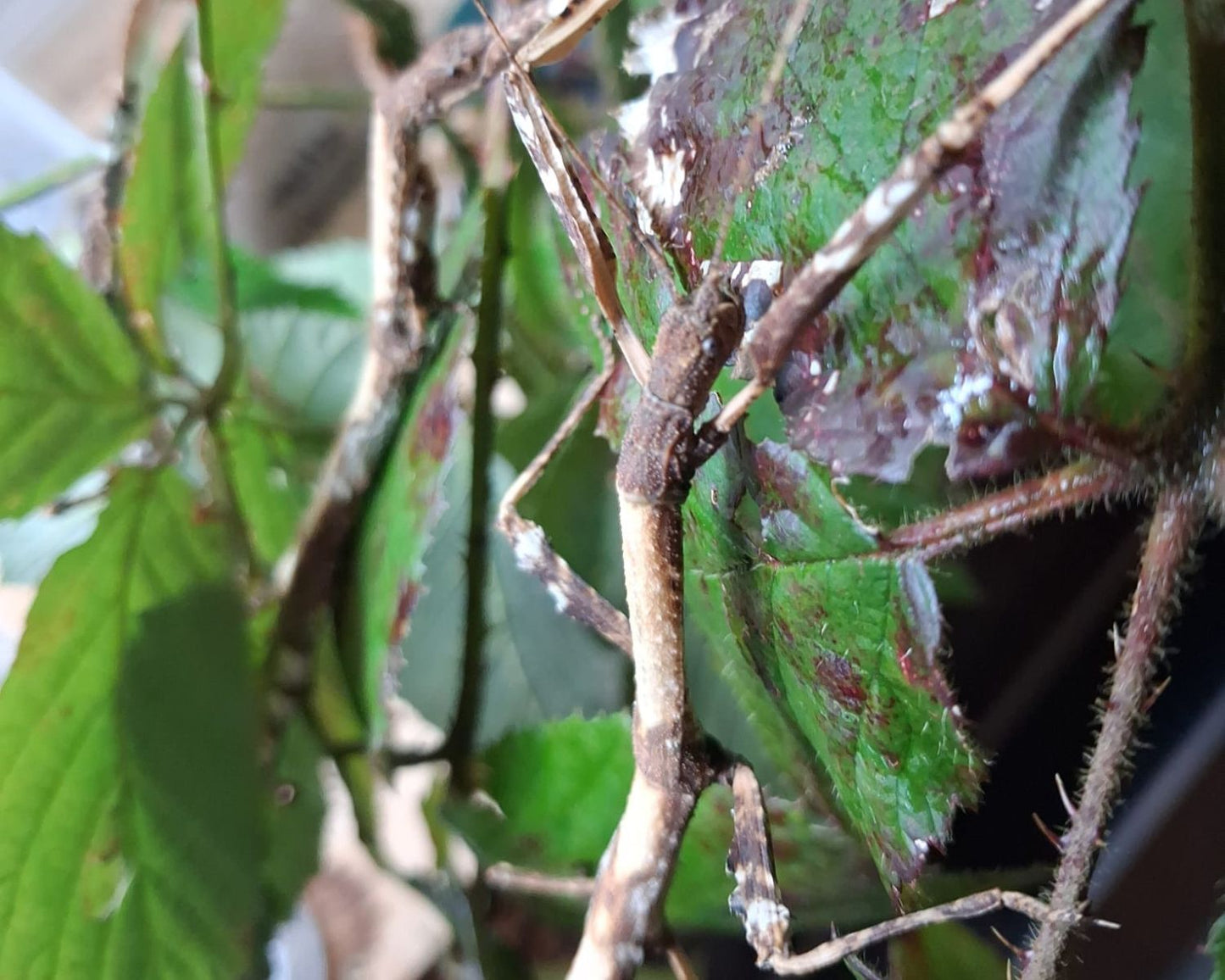 Phasme - Hermagoras foliopeda