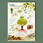 Pósters de árboles