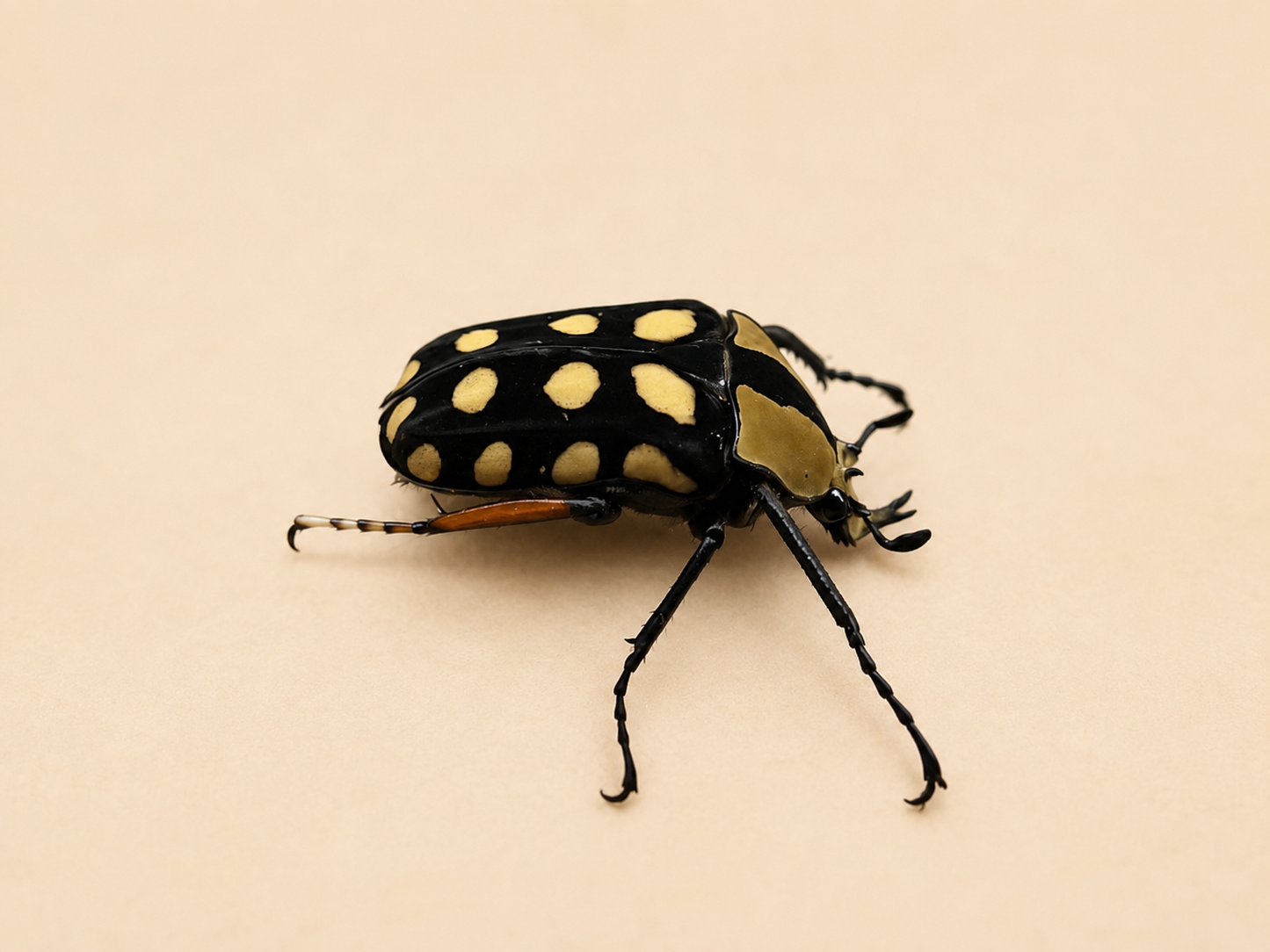 Amaurodes passerini linnei