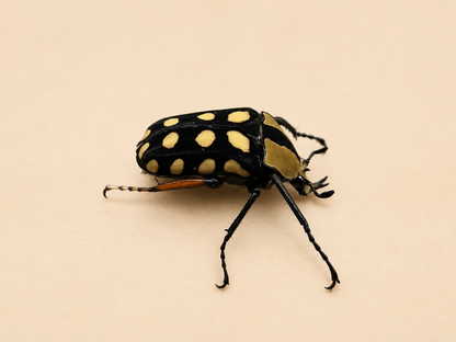 Amaurodes passerini linnei