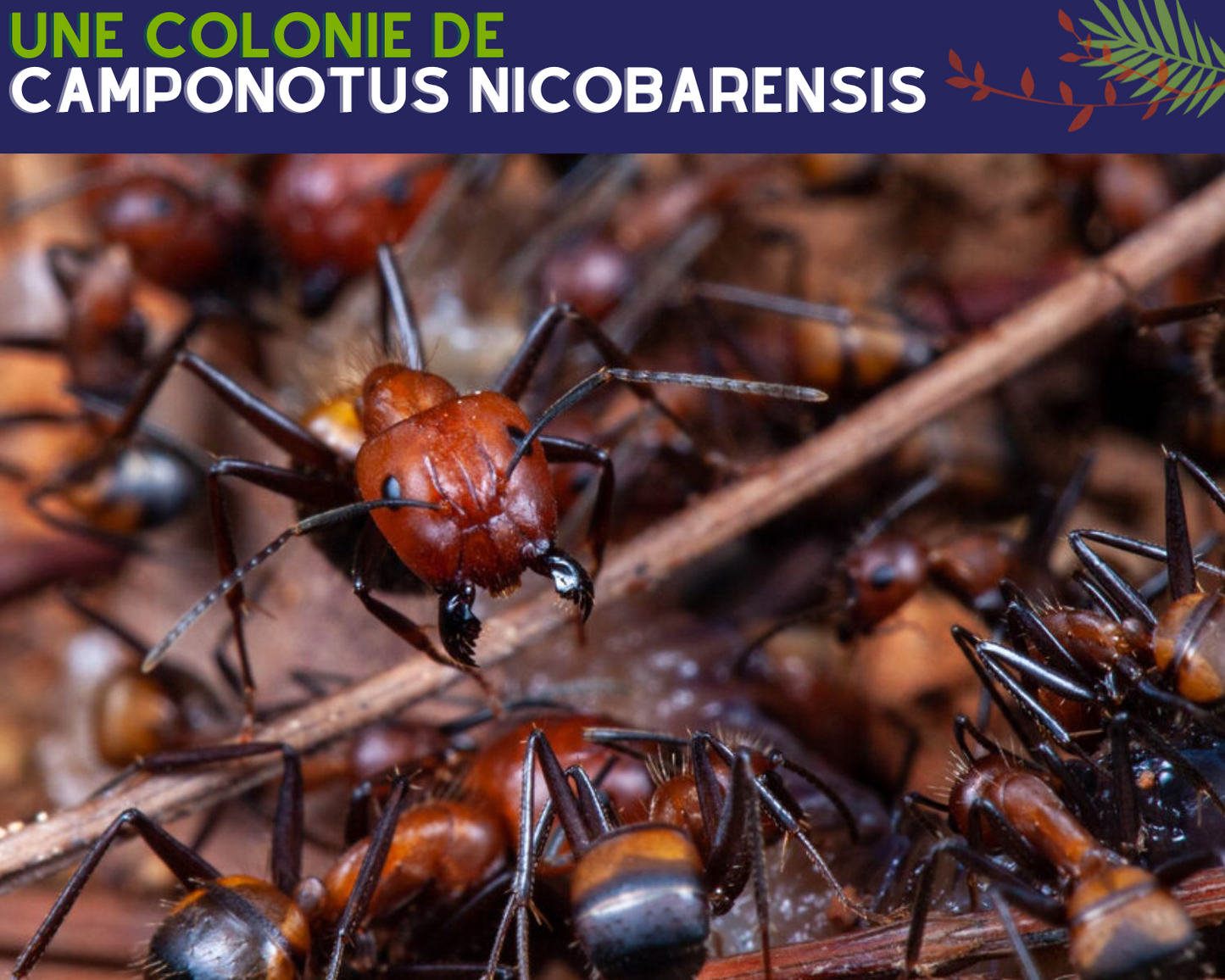 Kit de hormigas - Camponotus nicobarensis 