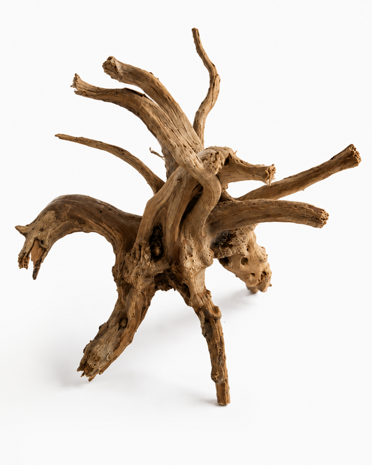 Racine spider 25-33 cm pour terrarium