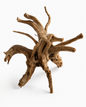 Racine spider 25-33 cm pour terrarium