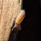 Cloportes - Porcellio scaber “Lava”