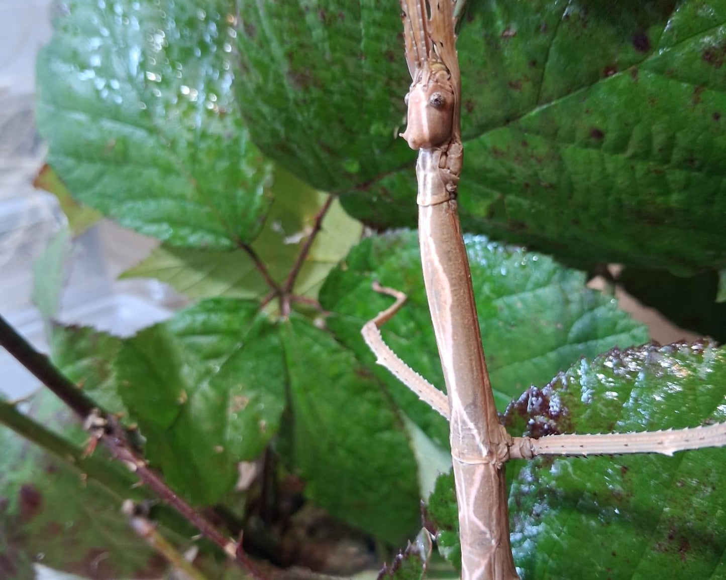 Fásmidos - Tirachoidea biceps