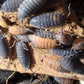 Cloportes - Porcellio scaber “Lava”