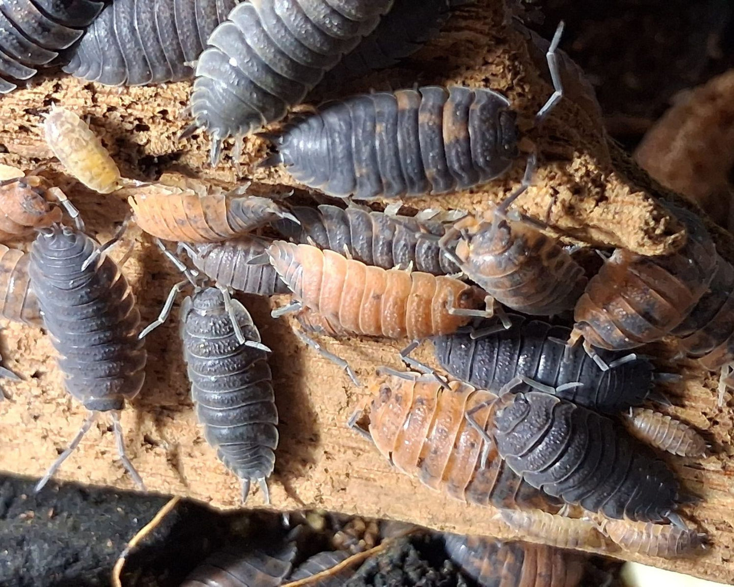 Cloportes - Porcellio scaber “Lava”